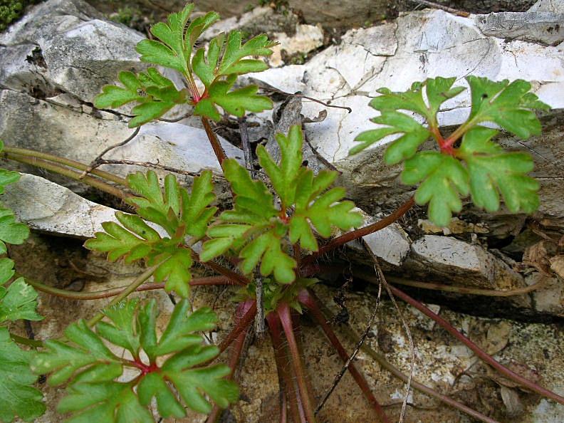 Geranium robertianum / Geranio di S.Roberto